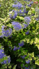 Caryopteris