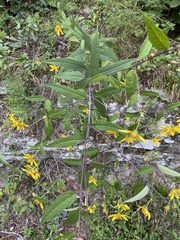 Silphium asteriscus
