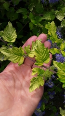 Caryopteris