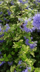Caryopteris