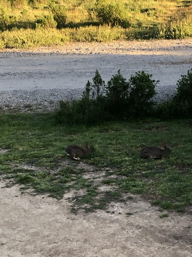 iNaturalist observation photo of Brush Rabbit