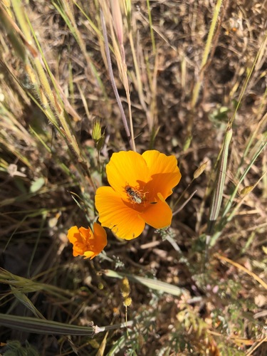 iNaturalist observation photo of California poppy