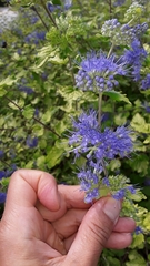 Caryopteris