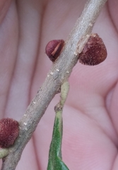 Disholcaspis quercusvirens