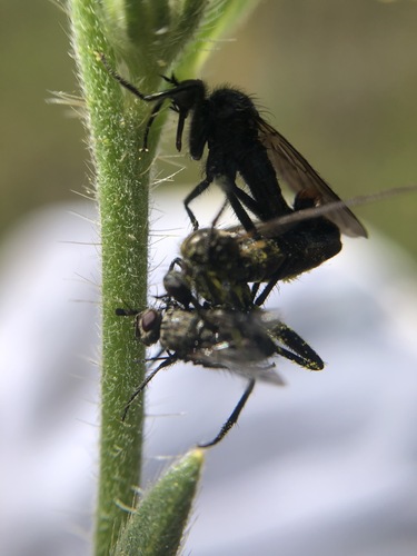 iNaturalist observation photo of Dance Flies