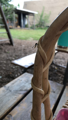 Ocyptamus fuscipennis