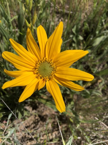 iNaturalist observation photo of narrowleaf mule-ears