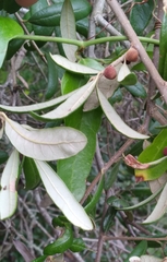 Disholcaspis quercusvirens