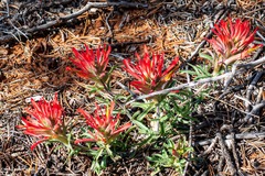 Castilleja scabrida scabrida