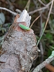 Cicadella viridis