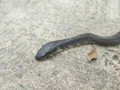 Drymarchon melanurus