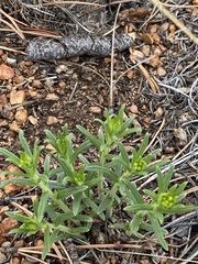Lithospermum