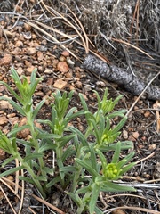 Lithospermum