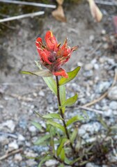 Castilleja miniata miniata