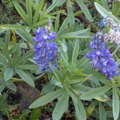 Lupinus argenteus