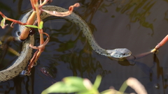 Natrix astreptophora