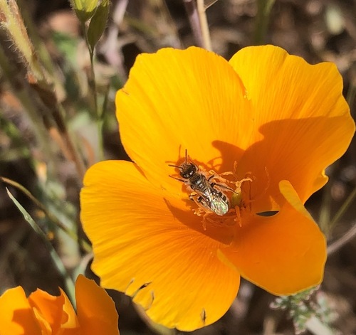 iNaturalist observation photo of Tripartite Sweat Bee