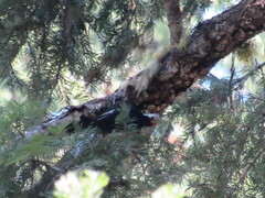 Dryobates albolarvatus