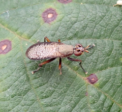 Coremacera marginata