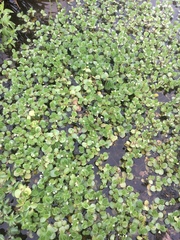 Bacopa rotundifolia
