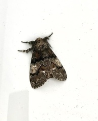 Dasychira meridionalis