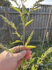 Chenopodium album