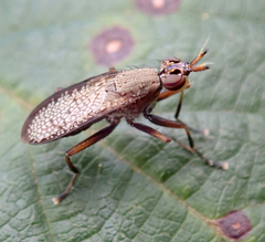 Coremacera marginata