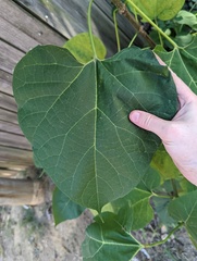 Paulownia tomentosa