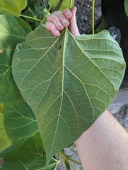 Paulownia tomentosa