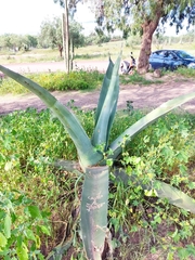 Agave salmiana