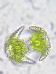 Staurastrum cerastes