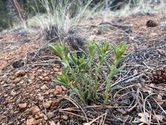 Lithospermum