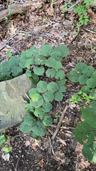 Viburnum lantanoides