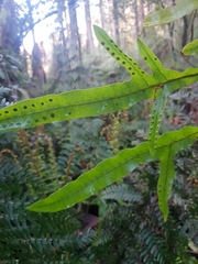 Microsorum pustulatum pustulatum