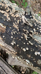 Xylobolus frustulatus