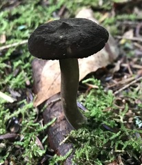 Lactarius lignyotus