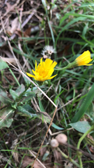 Cichorieae