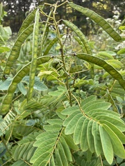 Senna hebecarpa