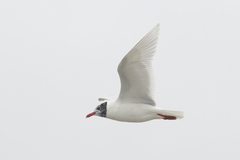 Ichthyaetus melanocephalus