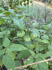 Physalis