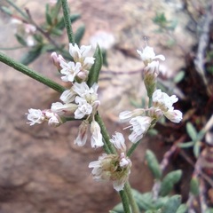 Eriogonum microtheca simpsonii
