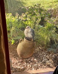 Columba leucomela