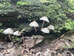 Mycena galericulata