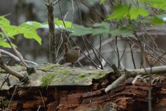 Troglodytes hiemalis