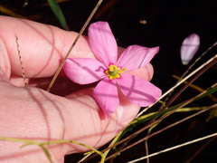 Sabatia grandiflora