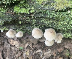 Mycena galericulata