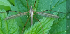 Tipula