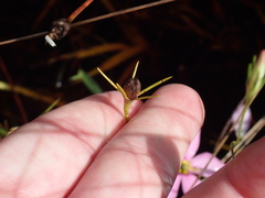 Sabatia grandiflora