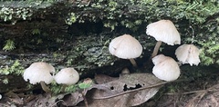 Mycena galericulata