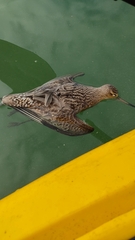 Limosa lapponica baueri